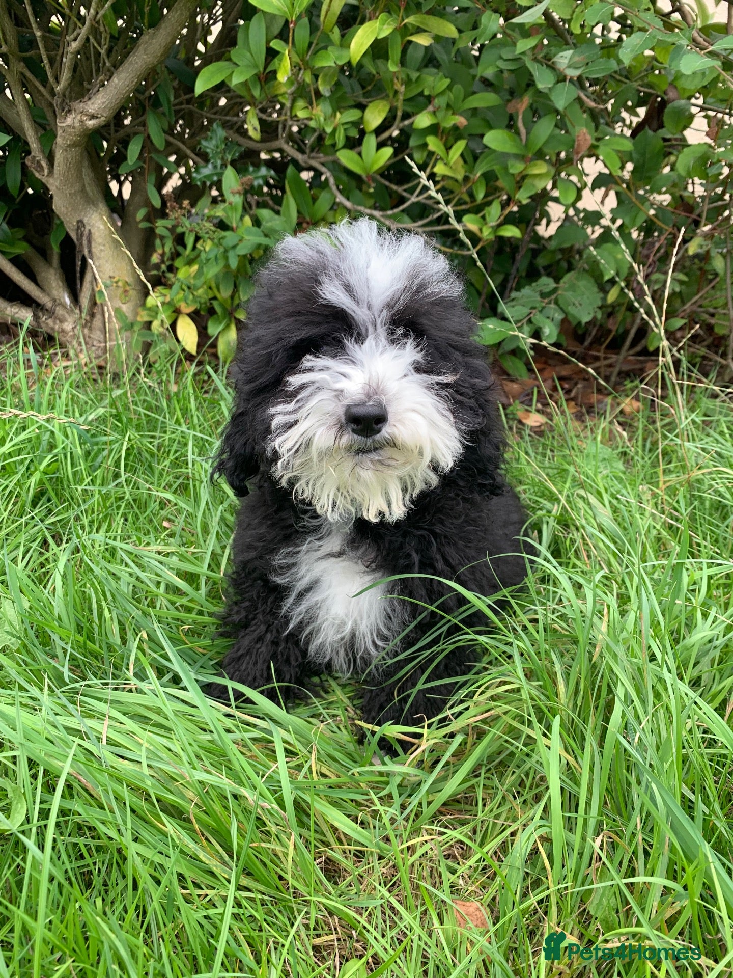 Cavapoo dogs Multigenerational Australian labradoodle cavapoo  - Advert 2