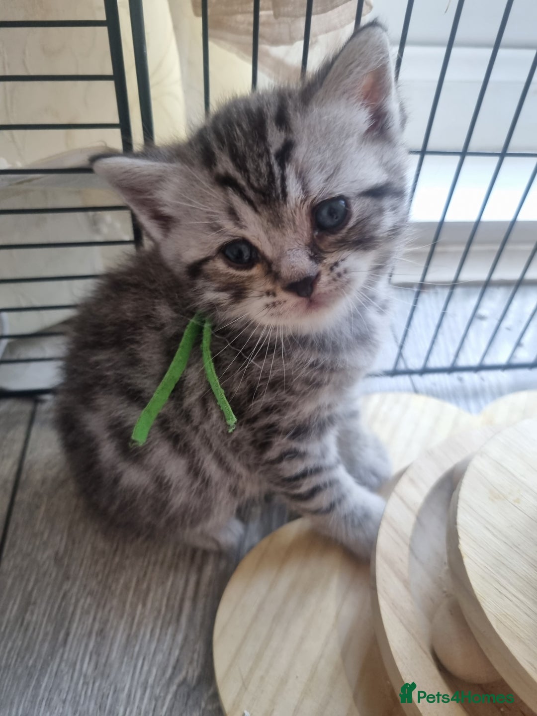British Shorthair cats for sale: Rare tabby British shorthair  in Knottingley - Image 10