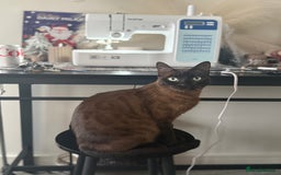 Bengal cats for sale: Female Melanistic Bengal - Image 7
