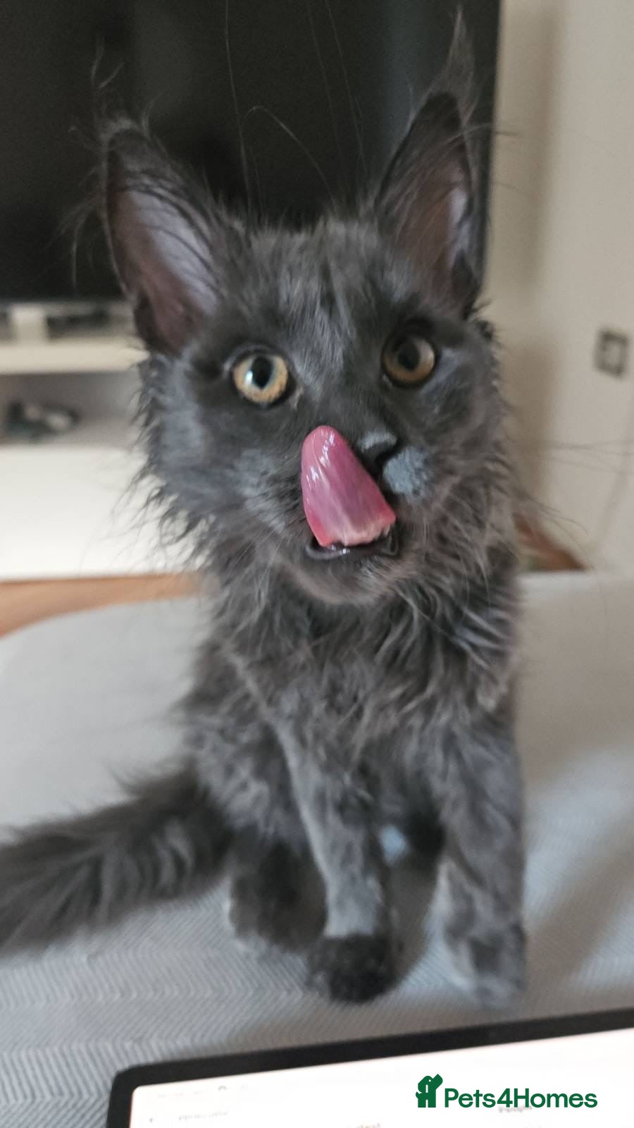 Maine Coon cats TICA registered female Mainecoon  - Advert 2