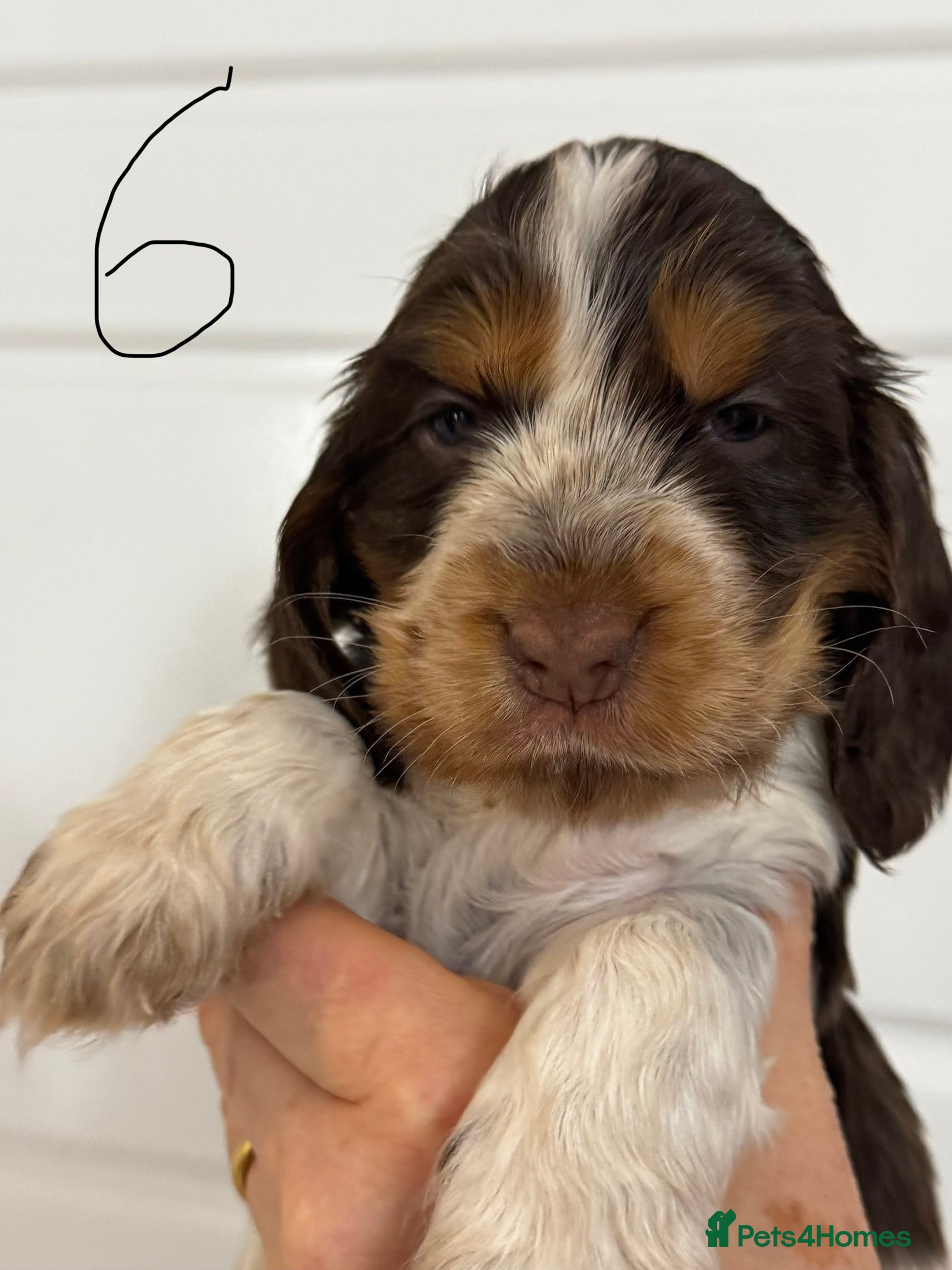 Cocker Spaniel dogs KC registered cocker spaniel pups - Advert 1