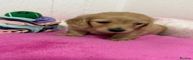 Dachshund Puppy 4