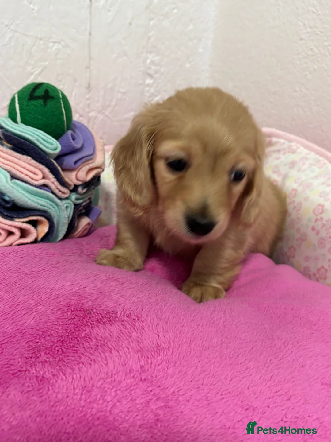 Miniature Dachshund dogs for sale: KC Miniature Long Haired English Cream Dachshunds  - Advert 2