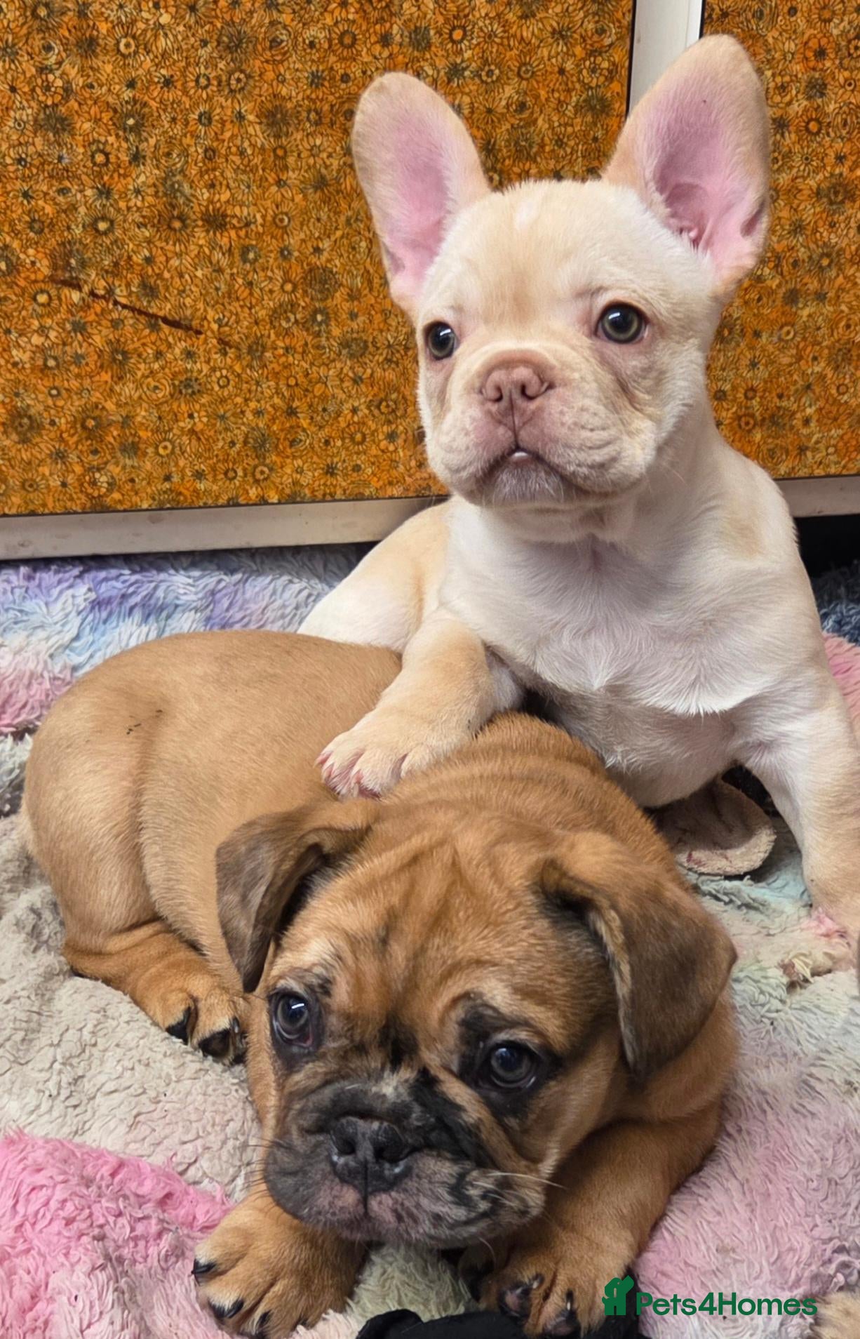 French Bulldog dogs Ready French bull dog boy cream and red puppys  - Advert 20