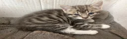 Mixed Breed cats for sale: Two beautiful female kittens - Advert 8