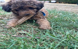 Cavapoo dogs for sale: Fully health tested Beautiful F1BB Cavapoo puppies - Image 5