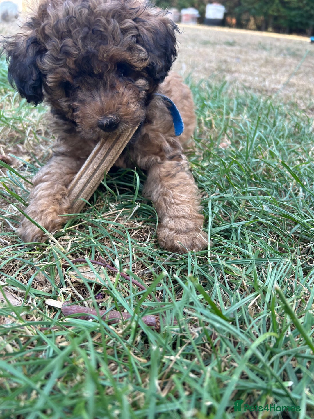 Cavapoo dogs for sale: Fully health tested Beautiful F1BB Cavapoo puppies - Image 5