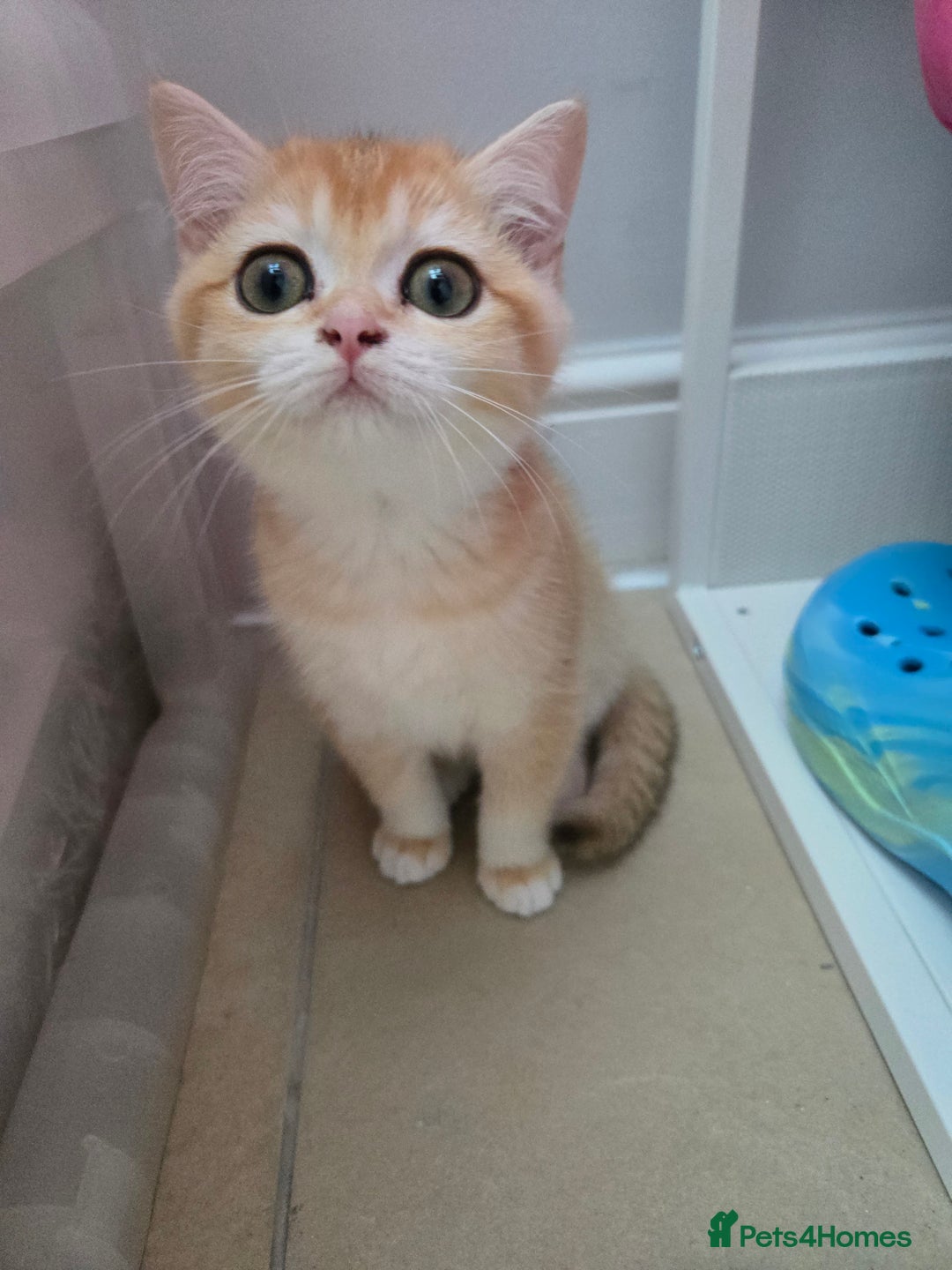 British Shorthair cats for sale: Adorable 14-Week-Old Girl British Shorthair  in Manchester - Image 5