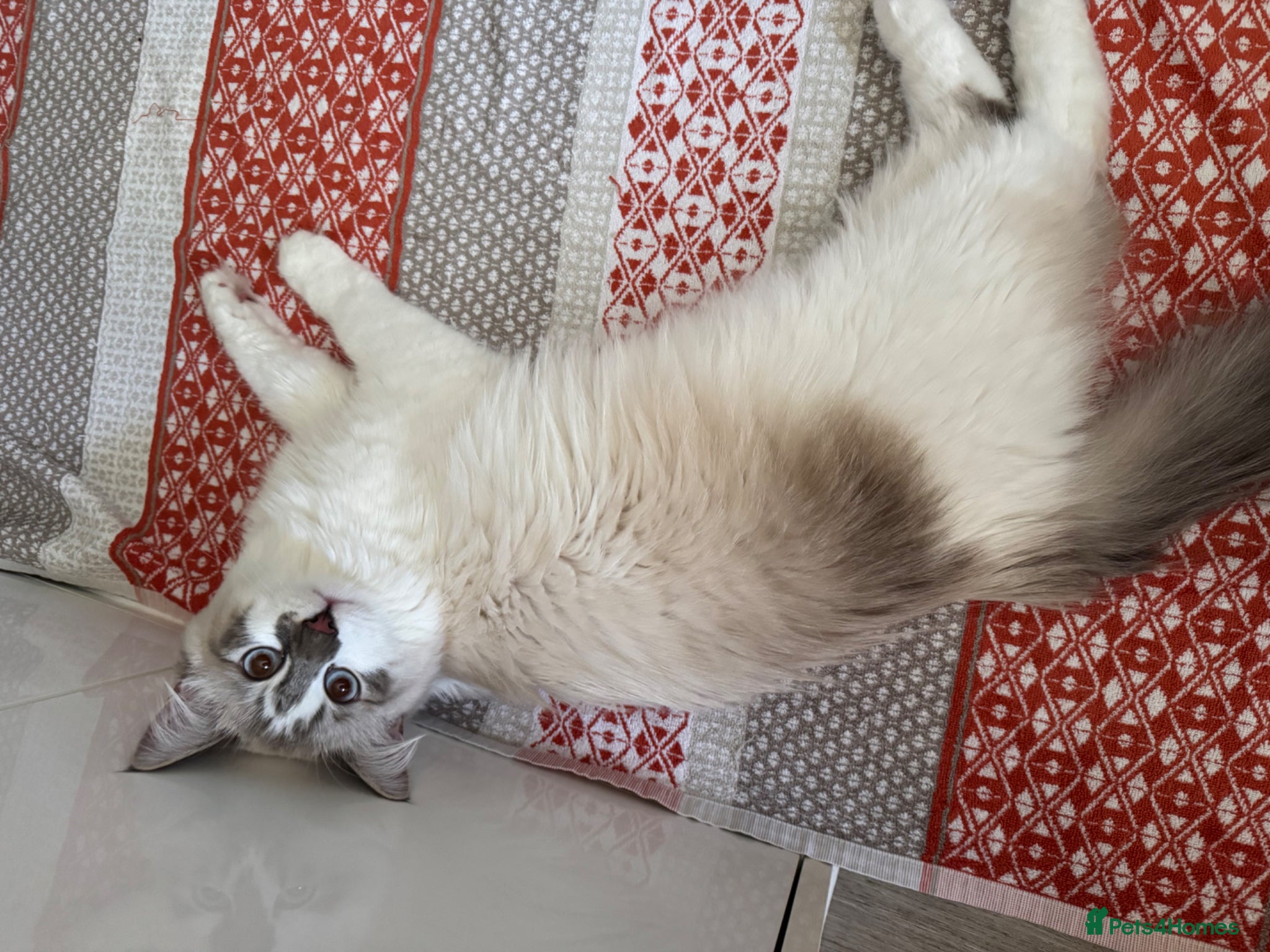 Siberian cats for sale: Lovely Siberian Male  in Cambridge - Advert 2