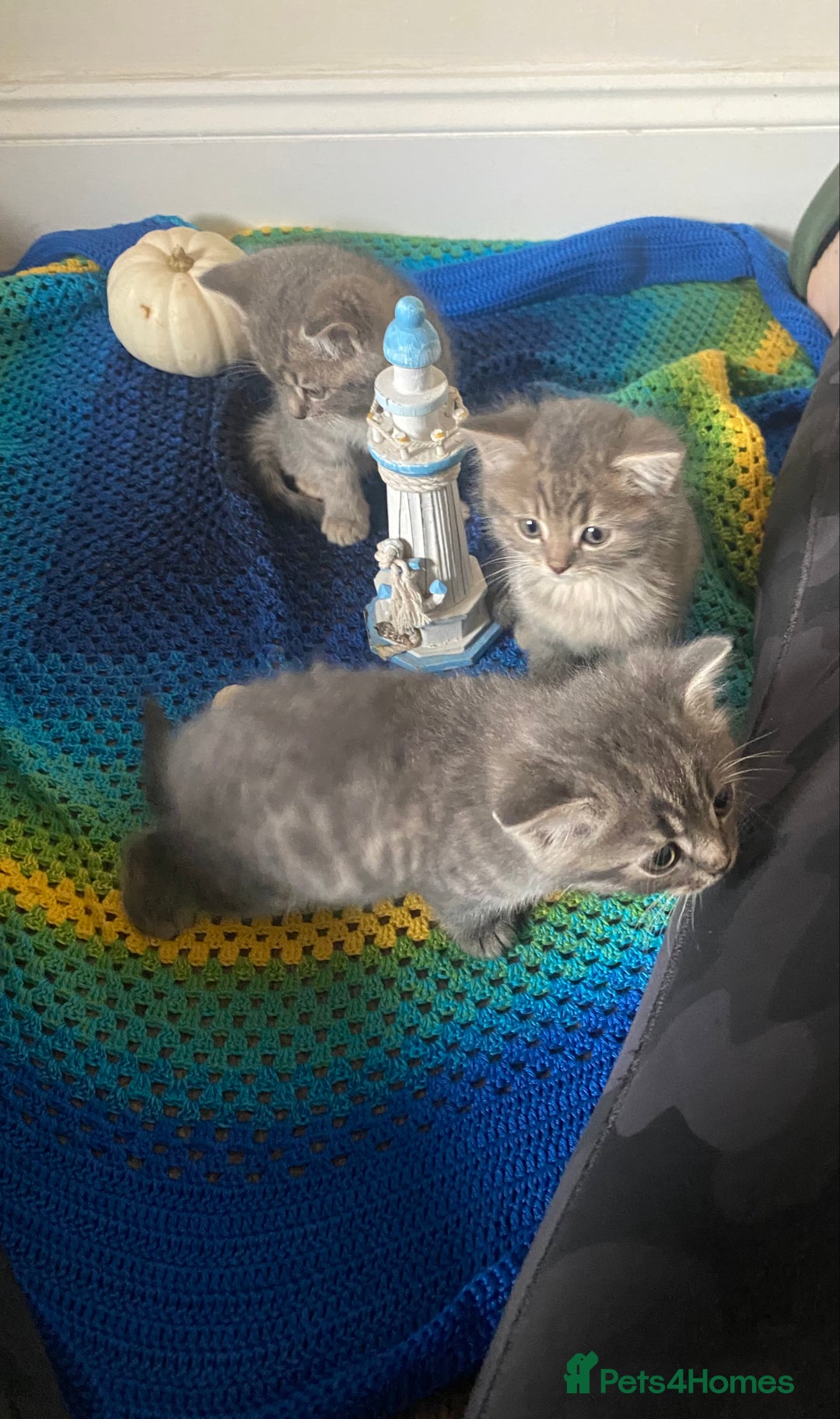 British Shorthair cats for sale: Good morning  - Image 8
