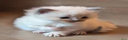 Ragdoll cats for sale: Ragdoll 3/4 x Persian kittens 1/4 in Cheddar - Advert 16