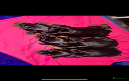 Dobermann dogs for sale: Beautiful Dobermann puppies - Image 19