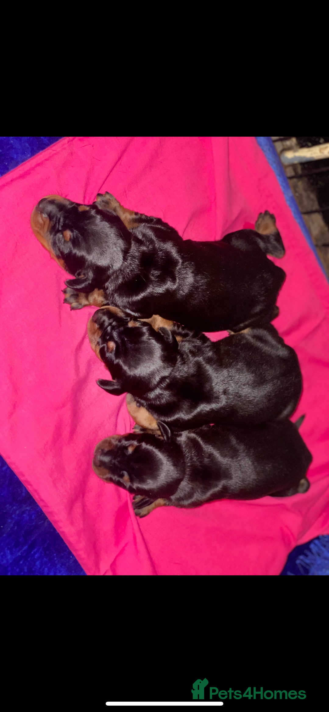 Dobermann dogs for sale: Beautiful Dobermann puppies - Image 19