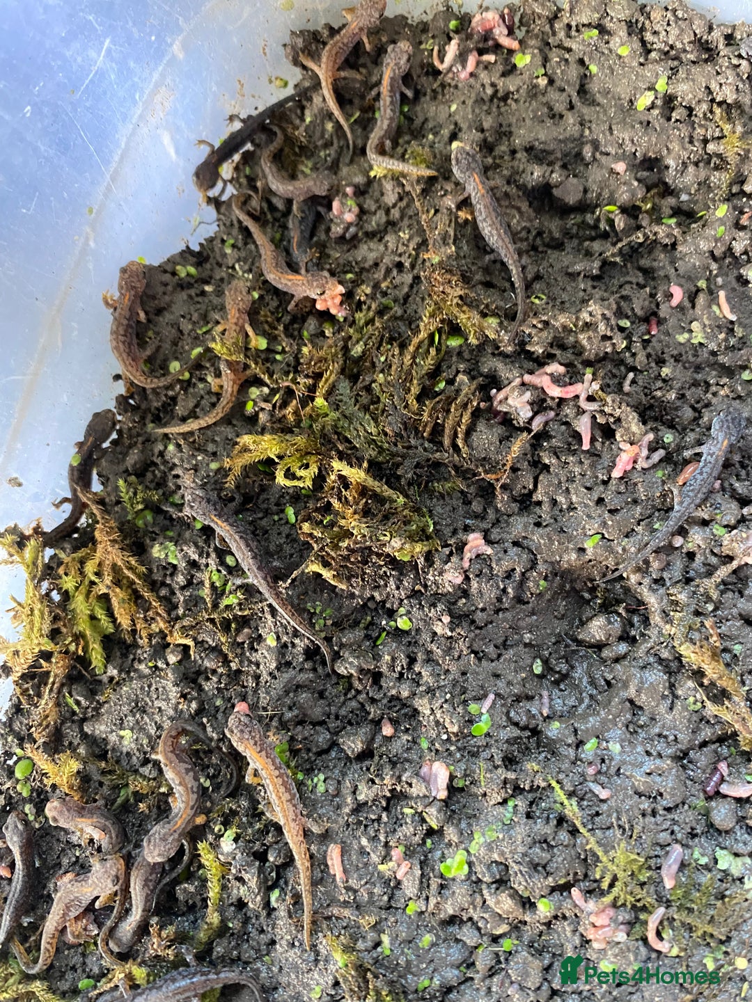 Newt reptiles for sale: 4 x Alpine Newts - efts 2025 - Image 2