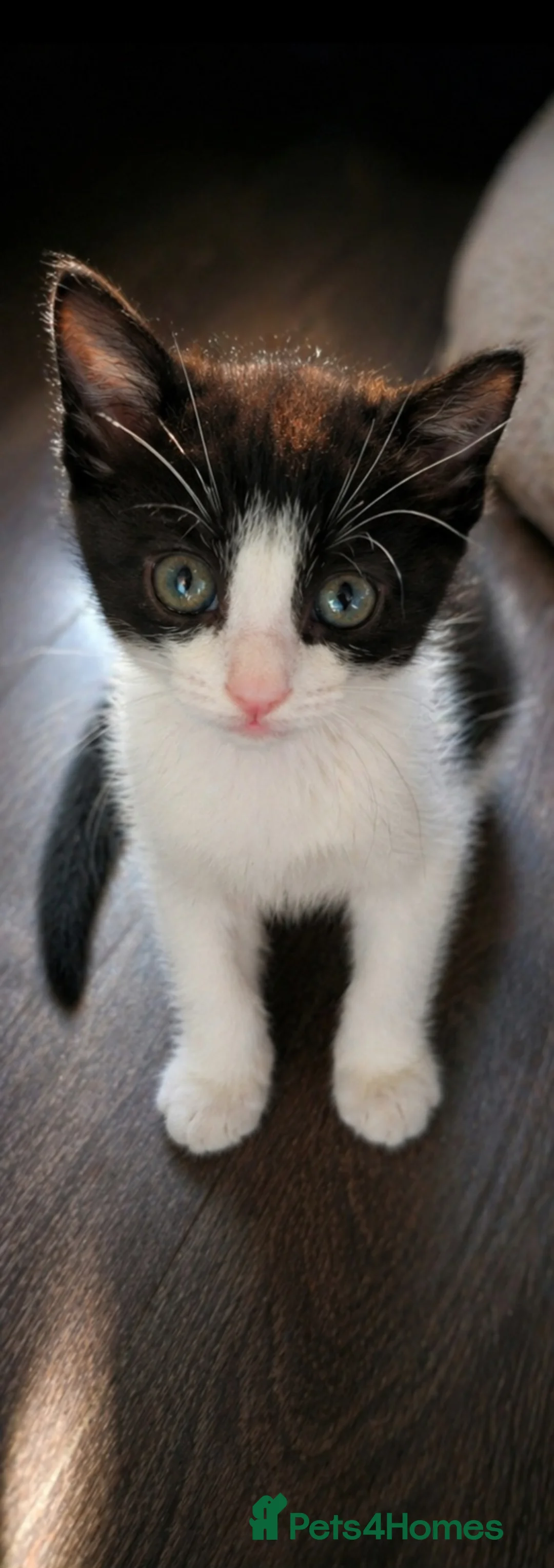 Mixed Breed cats for sale: Beautiful Kittens Ready for Loving Homes 🐾 - Advert 2