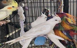 Cockatiels birds for sale: Young aviary Bred cockatiel  - Image 7