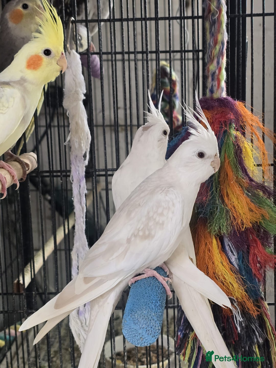 Cockatiels birds for sale: Young aviary Bred cockatiel  - Image 7