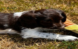 Sproodle dogs for sale: F1 Sproodle 🩷Pippa🩷 5⭐️Licensed Breeder full DNA - Image 12