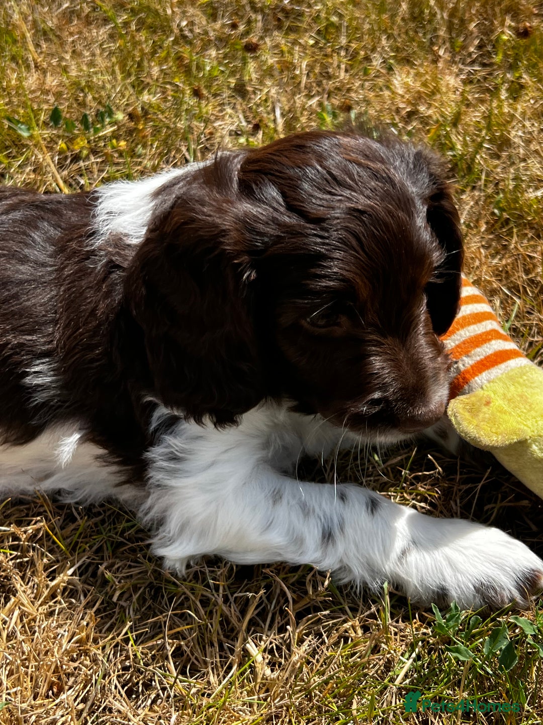 Sproodle dogs for sale: F1 Sproodle 🩷Pippa🩷 5⭐️Licensed Breeder full DNA - Image 12