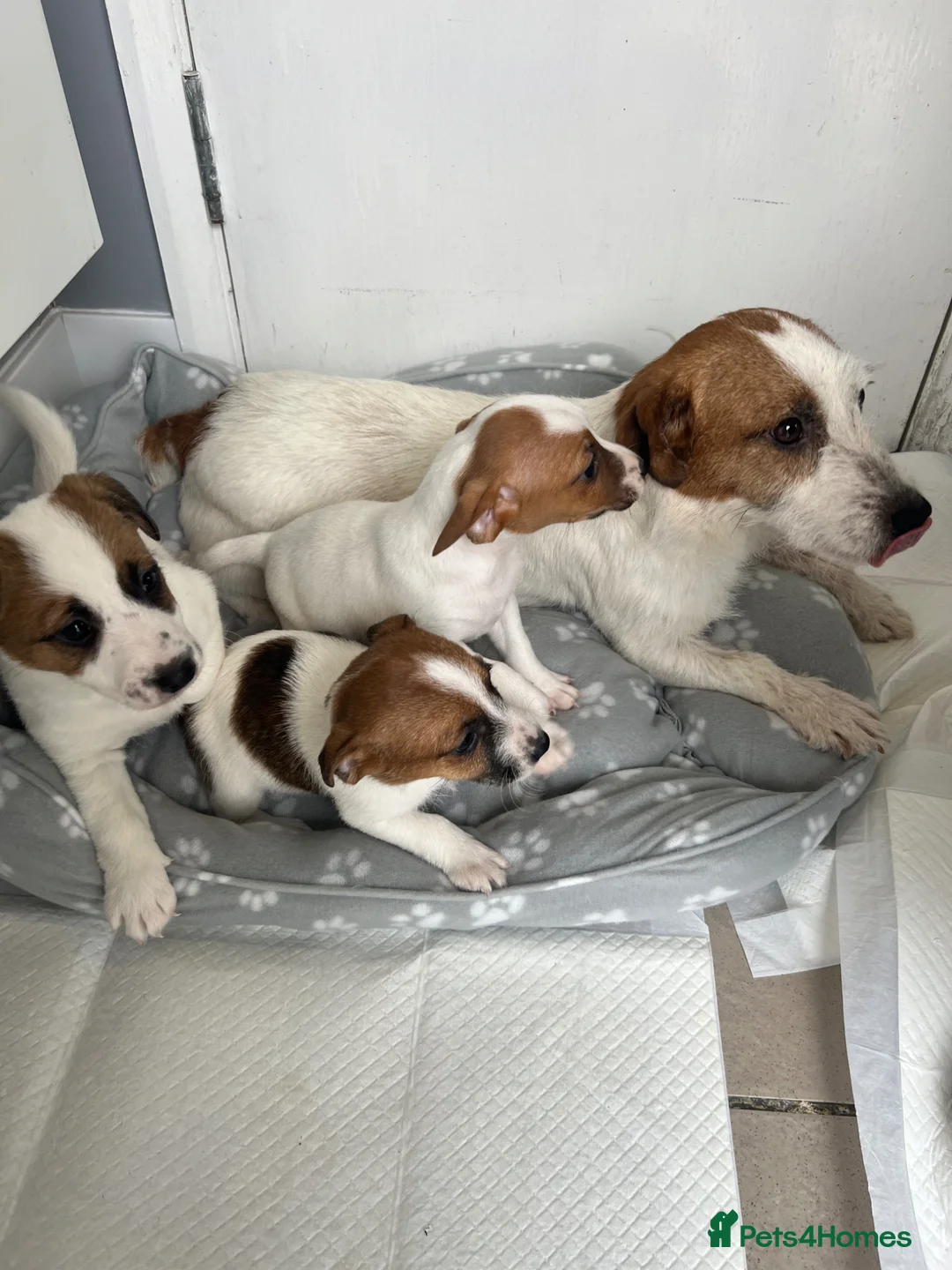 Jack Russell dogs for sale: 3 healthy jack Russel pups  - Advert 1