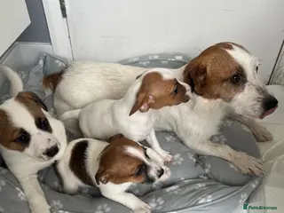 Jack Russell dogs 3 healthy jack Russel pups - Advert 1