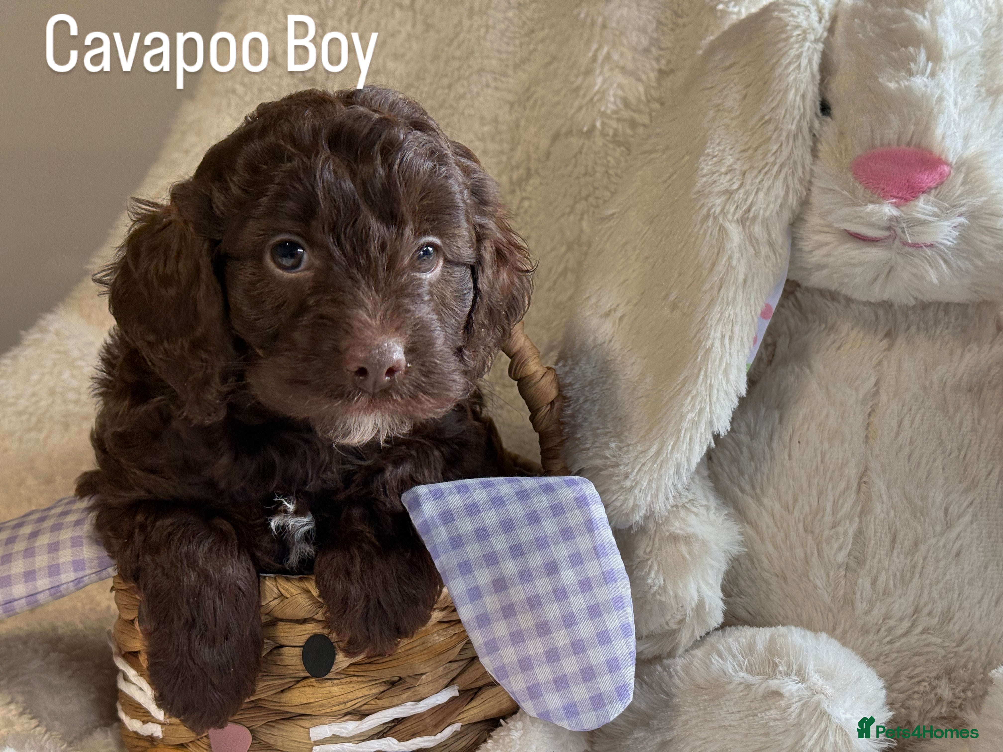 Cavapoo dogs Our First Ever F1 Choc  Cavapoo Boy - Advert 13