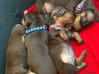 Miniature Dachshund dogs - Advert 10