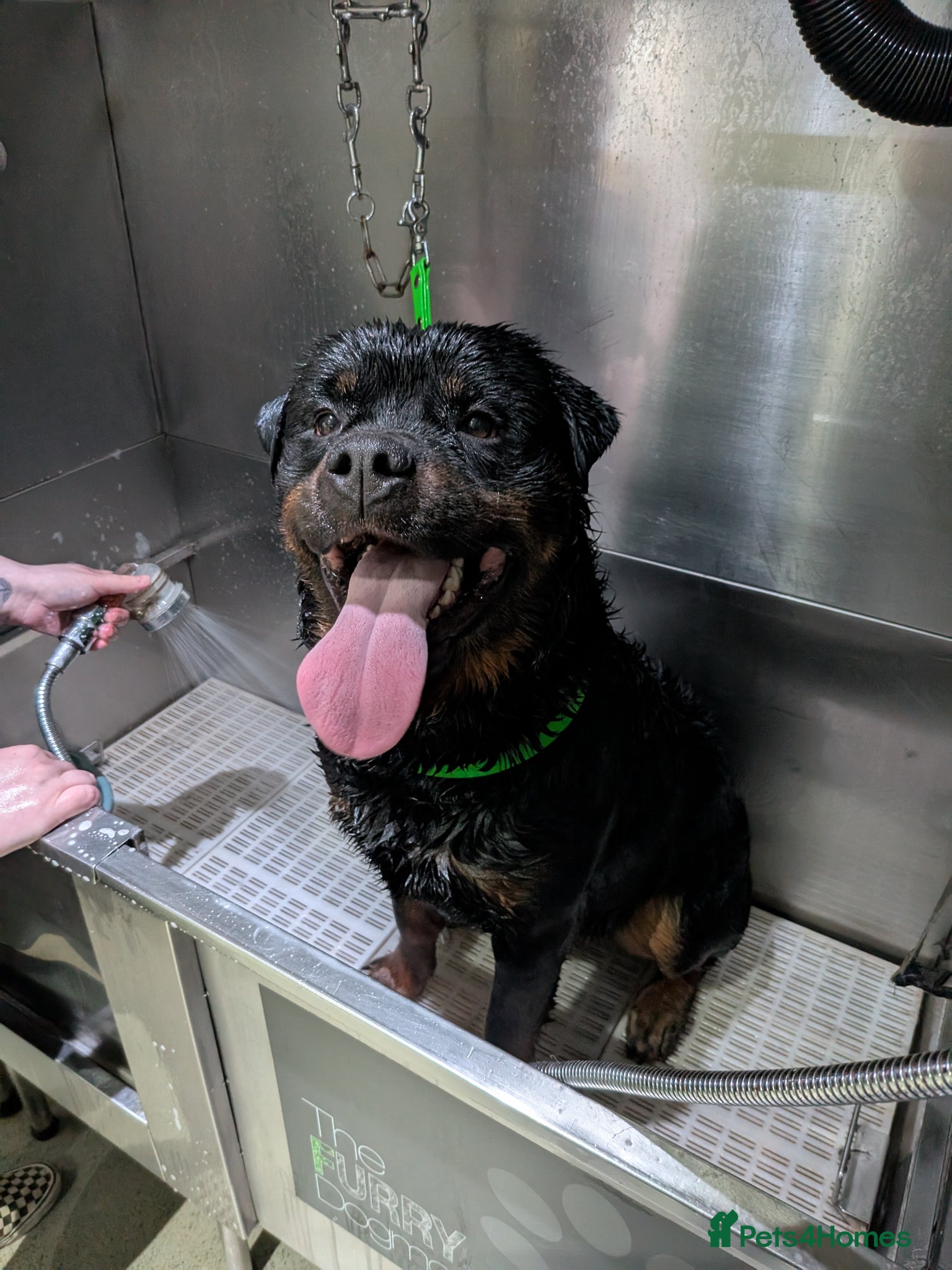 Rottweiler dogs Full German rottweiler male - Advert 11