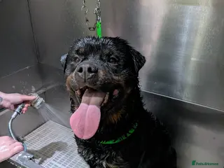 Rottweiler dogs Full German rottweiler male - Advert 10