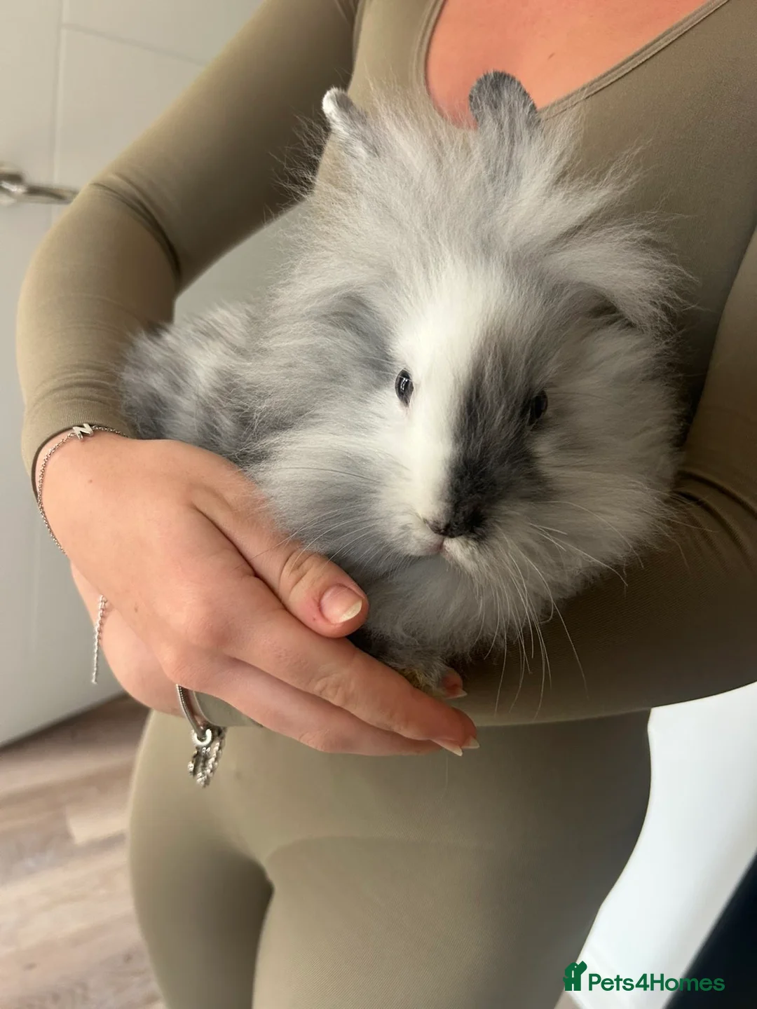 Mixed Breed rabbits for sale: 2 mini lop lion head bunnies  - Advert 2