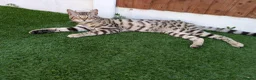 Bengal cats for sale: 2 Bengal kittens  - Advert 5