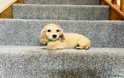 Miniature Dachshund dogs for sale: Cream Longhaired Dachshund - Image 4