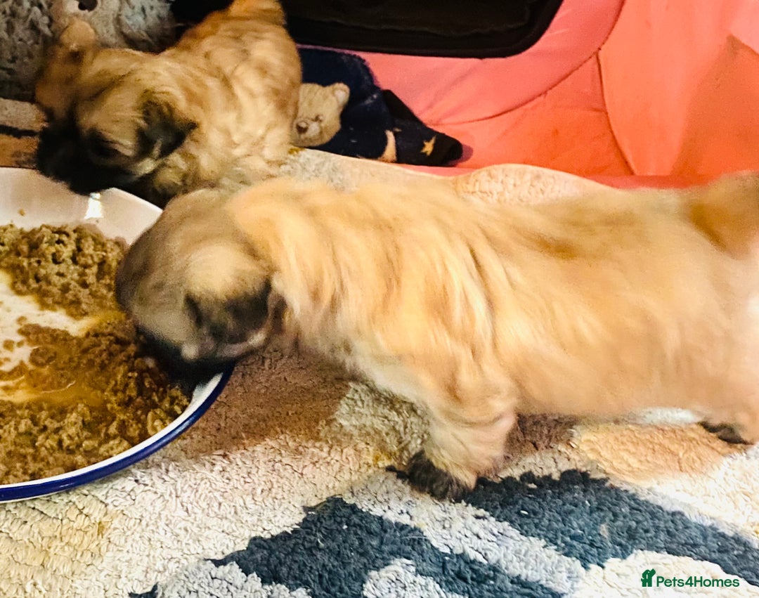 Shih Tzu dogs for sale: STUNNING BLACK MASK PUPS PLUS PARTI COLOUR  - Advert 2