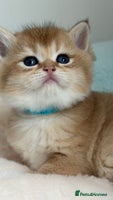 British Shorthair cats - Advert 7