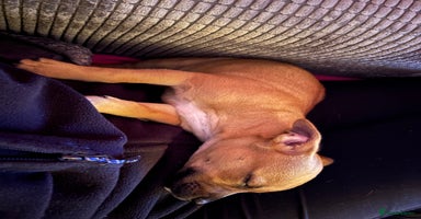 Staffordshire Bull Terrier dogs - Advert 1
