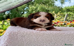 Bernedoodle dogs for sale: 1 boy left gorgeous f1 medium bernedoodle puppies  in Market Drayton - Image 21