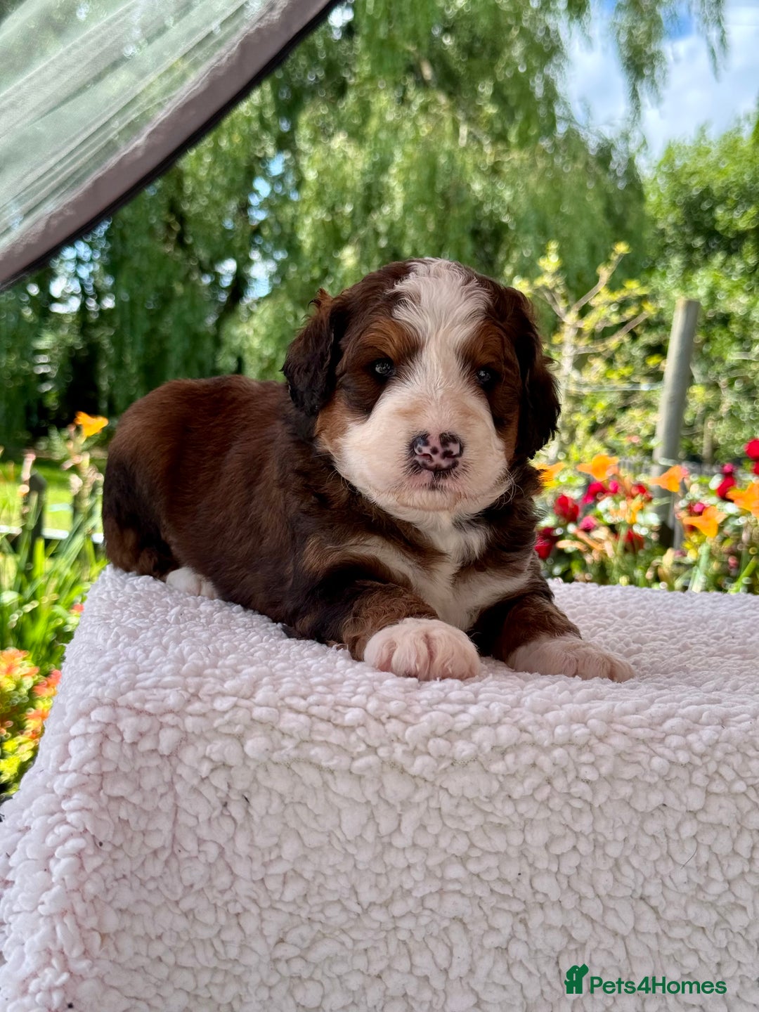 Bernedoodle dogs for sale: 1 boy left gorgeous f1 medium bernedoodle puppies  in Market Drayton - Image 21