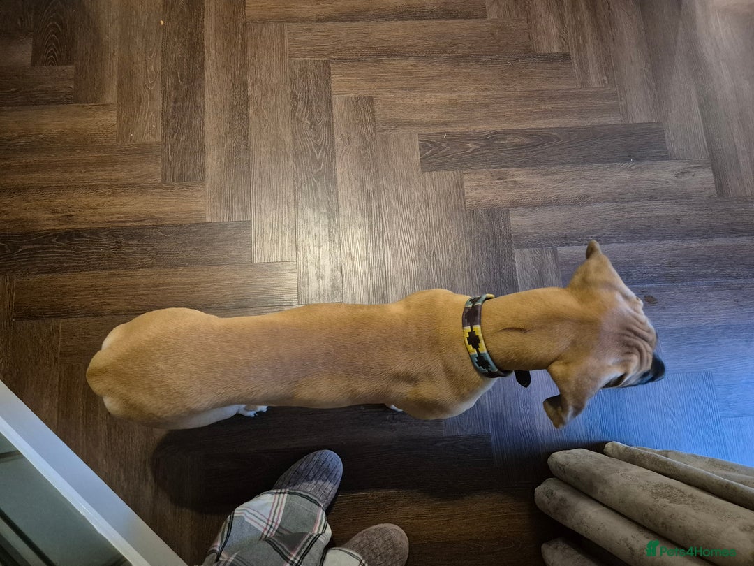 Great Dane dogs for sale: Sarhara & Atlanta are show quality Great Danes - Advert 6