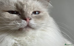 Ragdoll cats for sale: Ready to retire  - Image 15