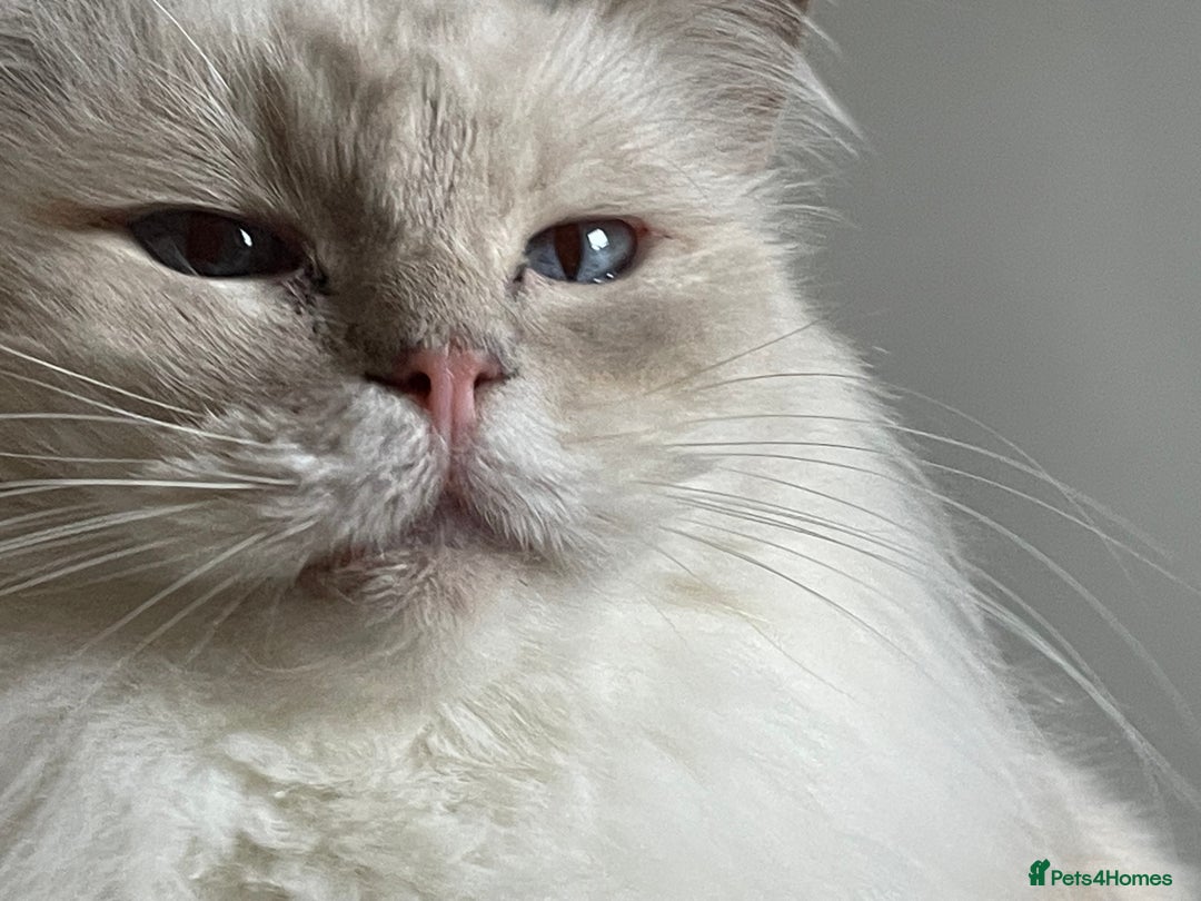 Ragdoll cats for sale: Ready to retire  - Image 15