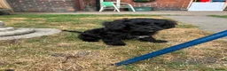 Cavapoo dogs for sale: ⭐️4 Stunning little black cavapoos⭐️ - Advert 33