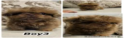 Shih Tzu dogs for sale: 3 Gorgeous boys ready now  - Advert 7