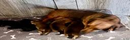 Miniature Dachshund dogs for sale: Miniature Dachshunds - Advert 15