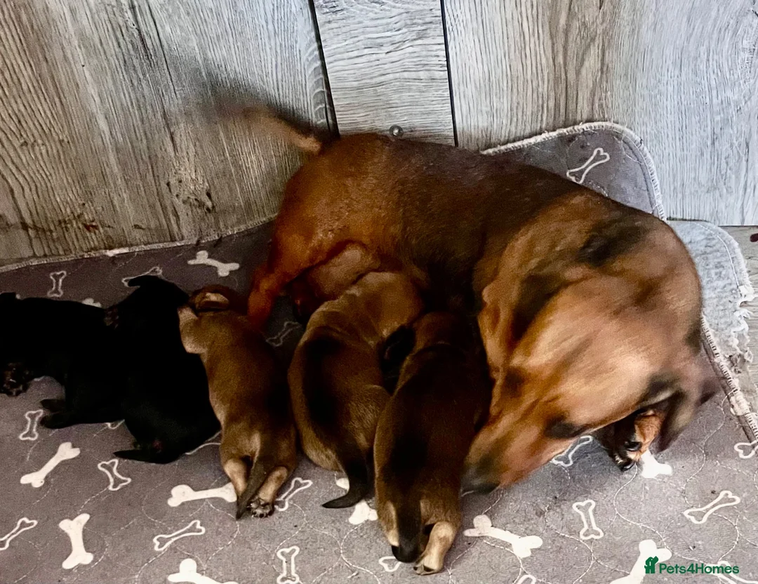 Miniature Dachshund dogs for sale: Miniature Dachshunds - Advert 15