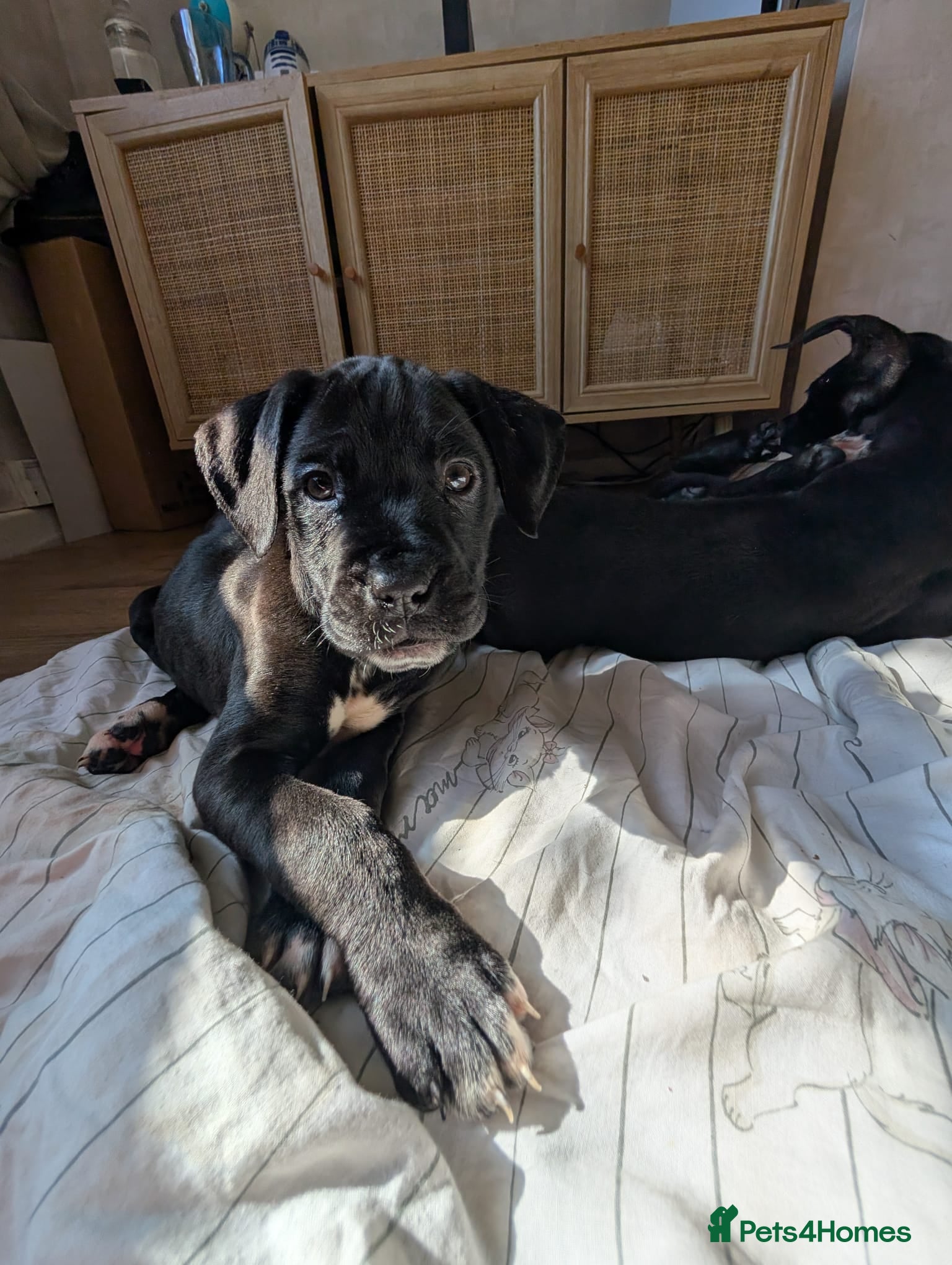 Mixed Breed dogs Beautiful Dal. De borduex puppies  - Advert 15