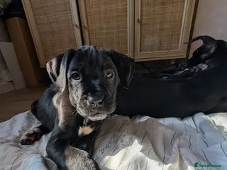 Mixed Breed dogs Beautiful Dal. De borduex puppies - Advert 15