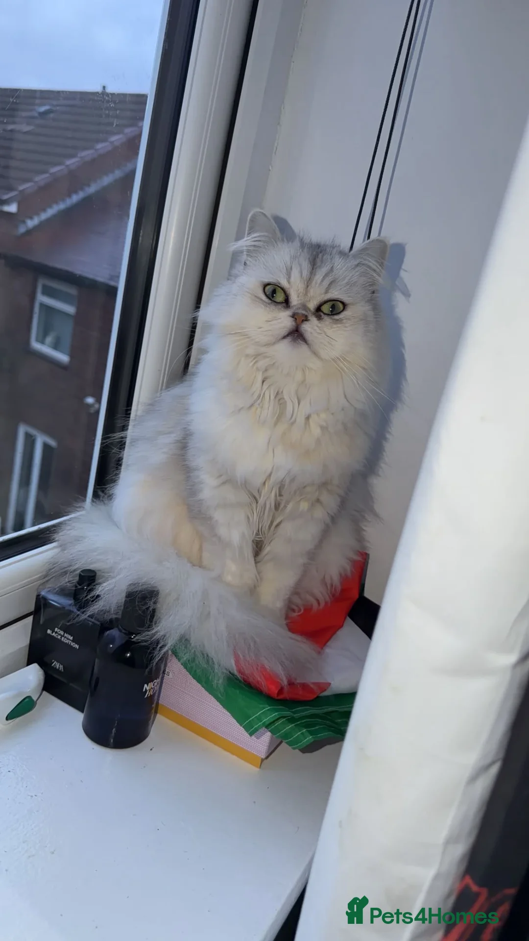 Persian cats for sale: Adorable Persian chinchillas Mix kittens  in Rochdale - Advert 8