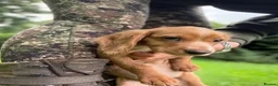 Cocker Spaniel dogs for sale: Fullyhealth tested red male working cocker spaniel in Kinross - Advert 8