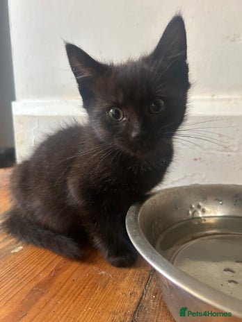 Mixed Breed cats - Advert 3