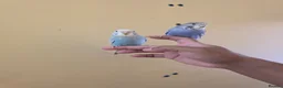 Budgerigars birds for sale: Silly hand tamed baby budgies for sale  - Advert 11